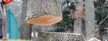 How Our Tree Care Process Works  in  New Hampton, IA