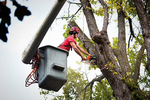 Best Hedge Trimming  in New Hampton, IA